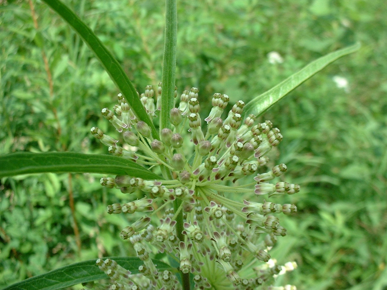 Asclepias hirtella